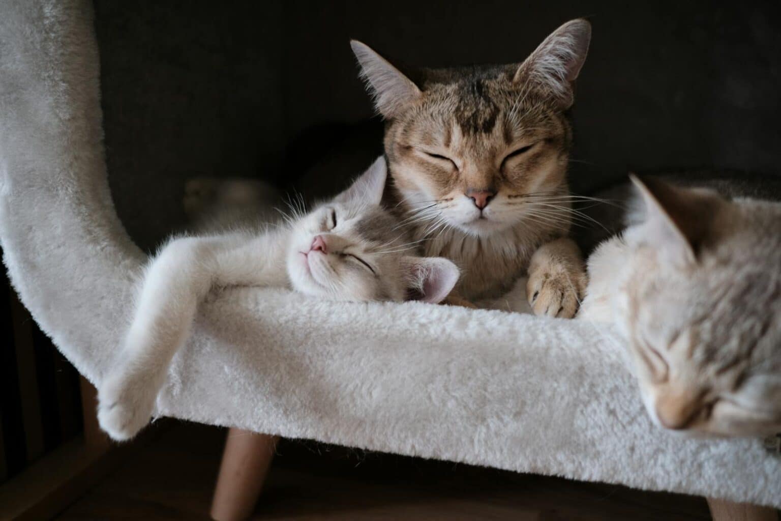 photo de deux chats qui dorment ensemble