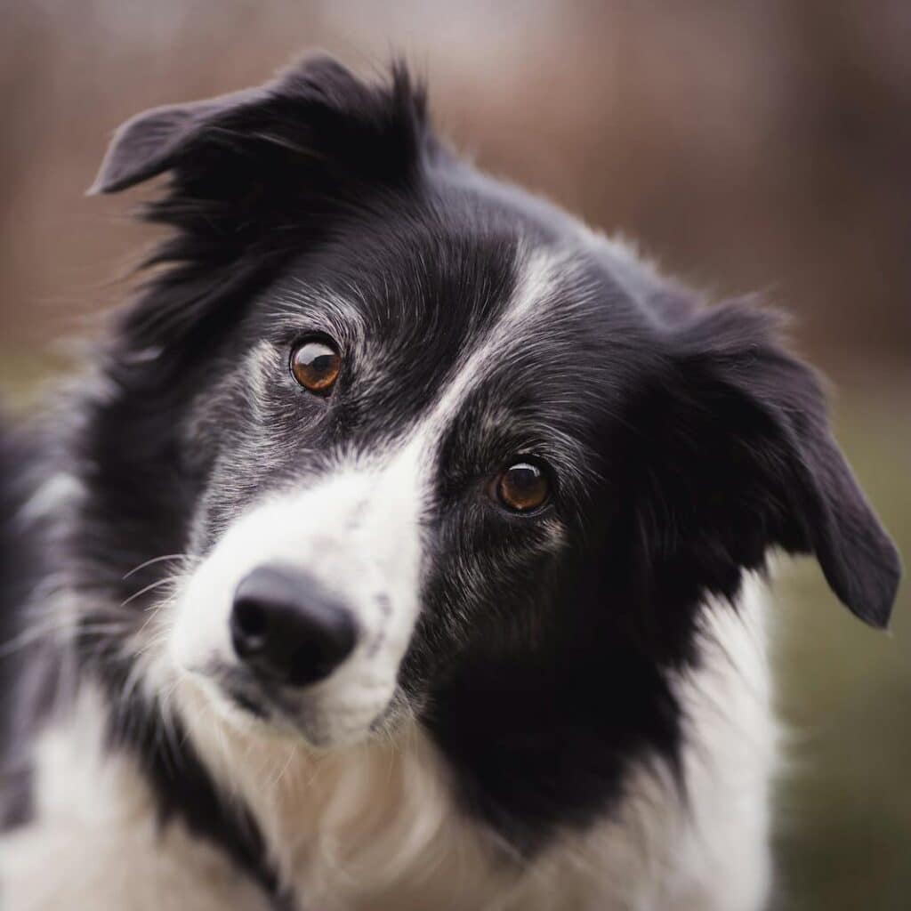 photo d'un chien de face avec un regard interrogatif