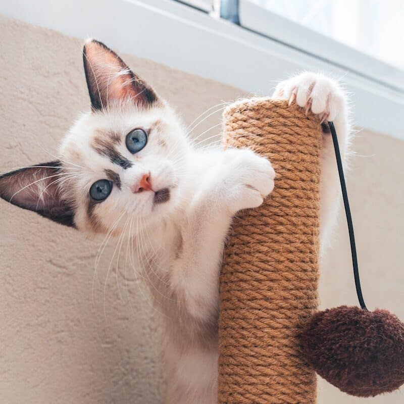 photo d'un chat en train de jouer avec un griffoir