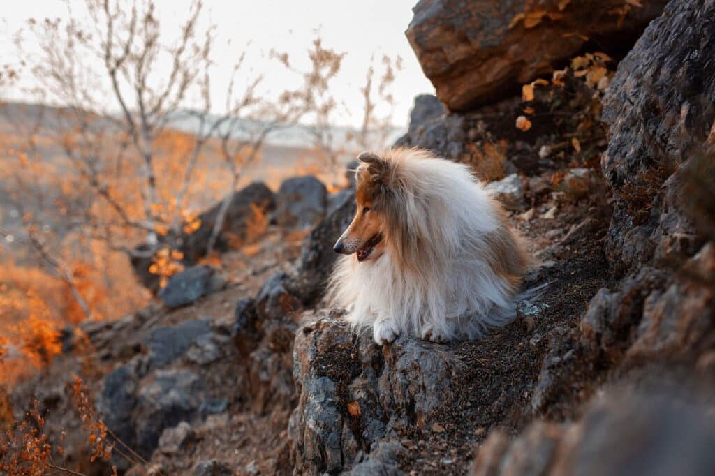 photo d'un collie sur une pente de montagne