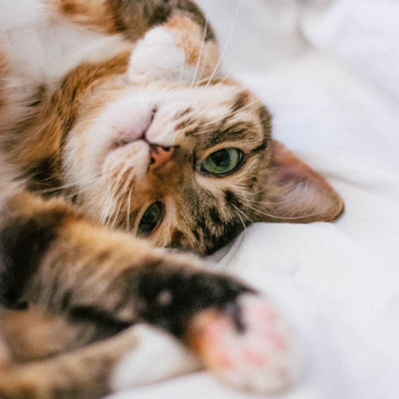 photo d'un chat tigré couché sur un tissu blanc