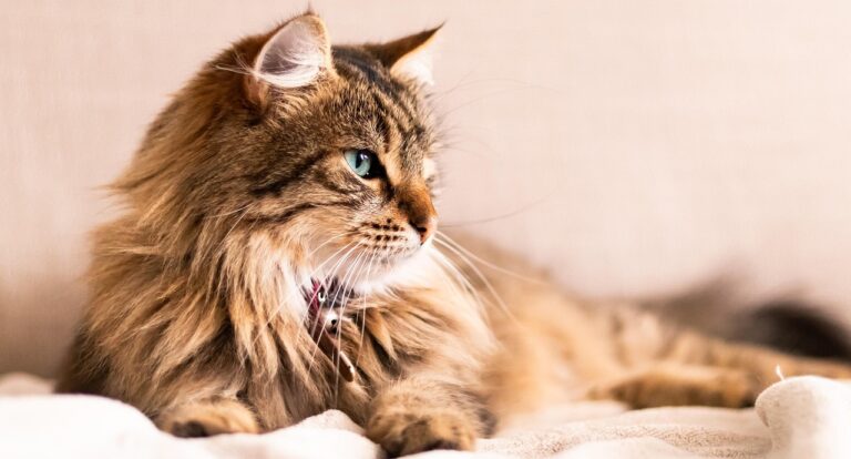 Photo d'un chat tigré allongé sur une couverture