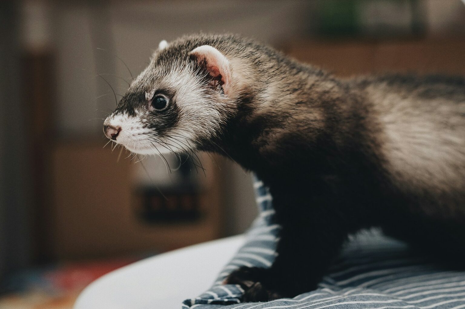 photo d'un furet noir et blanc