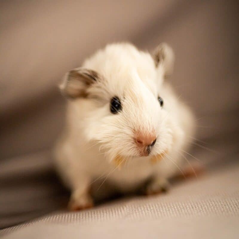 photo d'un hamster blanc posé sur un lit