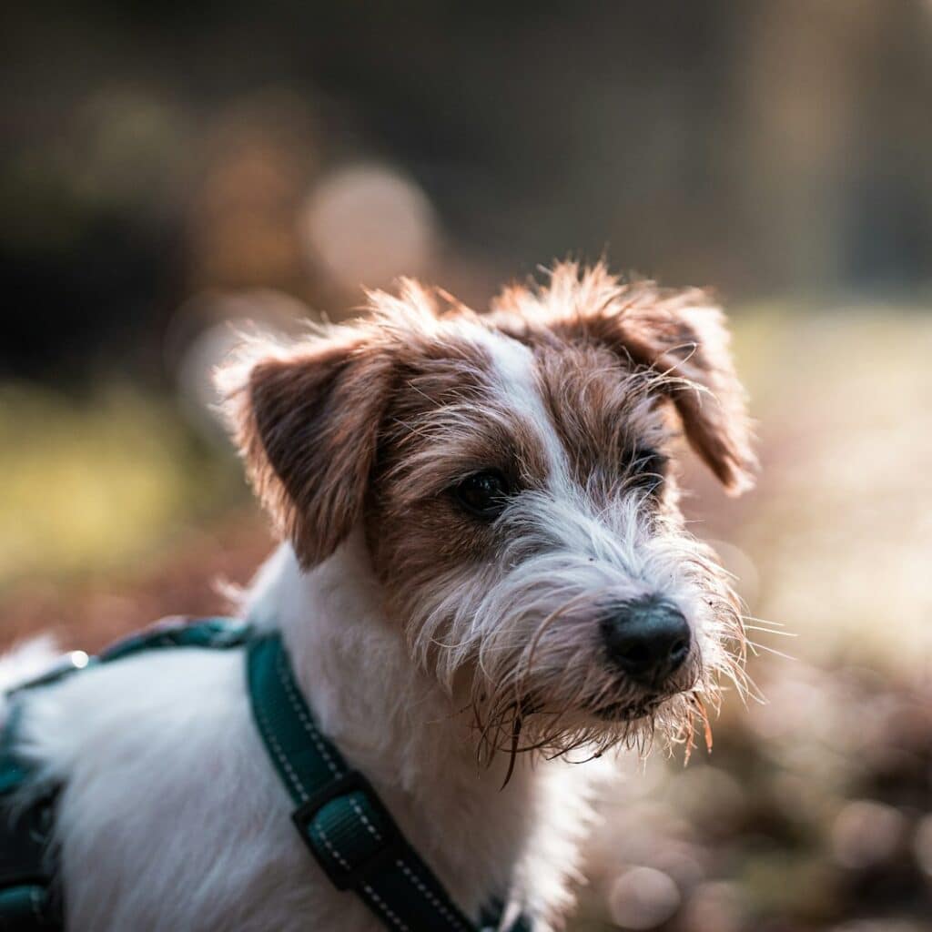 photo d'un petit chien blanc et marron avec un harnais vert