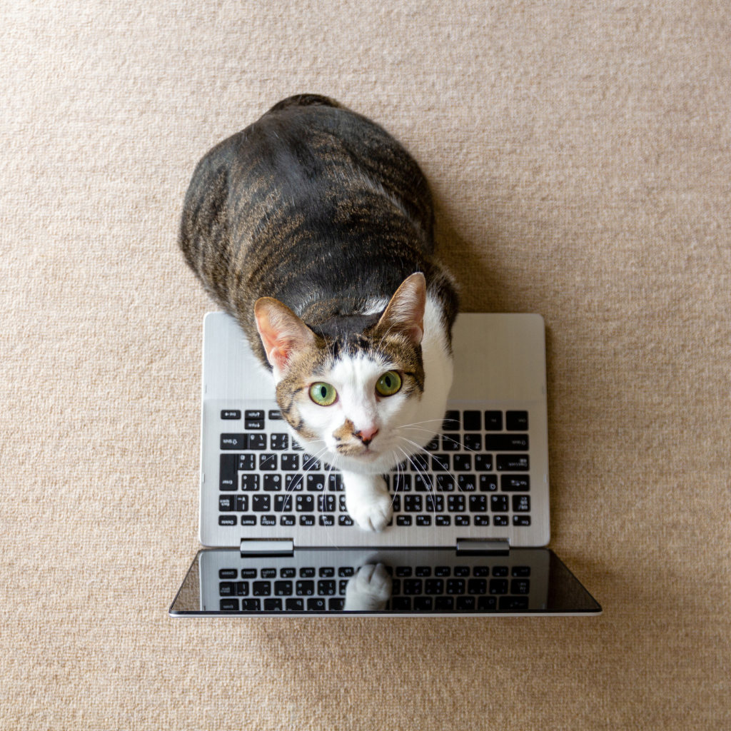 photo d'un chat sur un ordinateur portable, regardant vers l'objectif au-dessus de lui